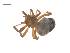  ( - CCDB-29005-B01)  @11 [ ] CreativeCommons - Attribution (2015) G. Blagoev Centre for Biodiversity Genomics