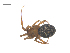  ( - CCDB-29005-B02)  @11 [ ] CreativeCommons - Attribution (2015) G. Blagoev Centre for Biodiversity Genomics