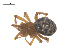  ( - CCDB-29005-B04)  @11 [ ] CreativeCommons - Attribution (2015) G. Blagoev Centre for Biodiversity Genomics