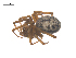  ( - CCDB-29005-B06)  @11 [ ] CreativeCommons - Attribution (2015) G. Blagoev Centre for Biodiversity Genomics