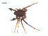  ( - CCDB-29005-C02)  @11 [ ] CreativeCommons - Attribution (2015) G. Blagoev Centre for Biodiversity Genomics