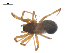  ( - CCDB-29006-A03)  @11 [ ] CreativeCommons - Attribution (2015) G. Blagoev Centre for Biodiversity Genomics