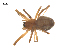  ( - CCDB-29006-A05)  @11 [ ] CreativeCommons - Attribution (2015) G. Blagoev Centre for Biodiversity Genomics