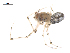  ( - CCDB-29006-B09)  @11 [ ] CreativeCommons - Attribution (2015) G. Blagoev Centre for Biodiversity Genomics