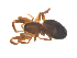  ( - CCDB-29006-E08)  @11 [ ] CreativeCommons - Attribution (2015) G. Blagoev Centre for Biodiversity Genomics