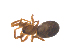  ( - CCDB-29006-E09)  @11 [ ] CreativeCommons - Attribution (2015) G. Blagoev Centre for Biodiversity Genomics