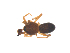  ( - CCDB-29006-E10)  @11 [ ] CreativeCommons - Attribution (2015) G. Blagoev Centre for Biodiversity Genomics