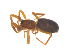  ( - CCDB-29006-E11)  @11 [ ] CreativeCommons - Attribution (2015) G. Blagoev Centre for Biodiversity Genomics