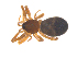  ( - CCDB-29006-E12)  @11 [ ] CreativeCommons - Attribution (2015) G. Blagoev Centre for Biodiversity Genomics
