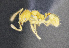  (Pheidole EC67 - C3PO_ANT_418)  @11 [ ] CC-BY-NC-ND (2024) Adrian Troya Escuela Politecnica Nacional