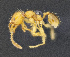  (Pheidole EC20 - C3PO_ANT_006)  @11 [ ] CC-BY-NC-ND (2024) Adrian Troya Escuela Politecnica Nacional