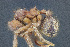  (Trachymyrmex EC02 - C3PO_ANT_1239)  @11 [ ] CC-BY-NC-ND (2024) Adrian Troya Escuela Politecnica Nacional