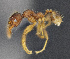  (Pheidole ADG9130 - C3PO_ANT_838)  @11 [ ] CC-BY-NC-ND (2024) Adrian Troya Escuela Politecnica Nacional