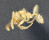  (Pheidole ADH2079 - C3PO_ANT_258)  @11 [ ] CC-BY-NC-ND (2024) Adrian Troya Escuela Politecnica Nacional