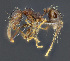  (Pheidole EC12 - C3PO_ANT_665)  @11 [ ] CC-BY-NC-ND (2024) Adrian Troya Escuela Politecnica Nacional