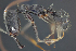  (Odontomachus scalptus - C3PO_ANT_458)  @11 [ ] CC-BY-NC-ND (2024) Adrian Troya Escuela Politecnica Nacional