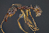  (Odontomachus aff. meinerti - C3PO_ANT_1146)  @11 [ ] CC-BY-NC-ND (2024) Adrian Troya Escuela Politecnica Nacional