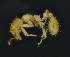  (Pheidole EC55 - C3PO_ANT_1314)  @11 [ ] CC-BY-NC-ND (2024) Adrian Troya Escuela Politecnica Nacional