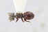  (Cephalotes patellaris - MEPN_18182)  @11 [ ] CreativeCommons - Attribution (2017) David Donoso Escuela Politécnica Nacional