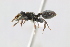  (Cephalotes pavonii - MEPN_18185)  @14 [ ] CreativeCommons - Attribution (2017) David Donoso Escuela Politécnica Nacional