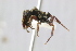  (Cephalotes peruviensis - MEPN_18194)  @13 [ ] CreativeCommons - Attribution (2017) David Donoso Escuela Politécnica Nacional