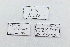  (Cephalotes dentidorsum - MEPN_28227_rep2)  @11 [ ] CreativeCommons - Attribution (2017) David Donoso Escuela Politécnica Nacional