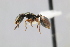  (Cephalotes goeldii - MEPN_28249_rep2)  @14 [ ] CreativeCommons - Attribution (2017) David Donoso Escuela Politécnica Nacional