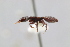  (Cephalotes porrasi - MEPN_28256)  @13 [ ] CreativeCommons - Attribution (2017) David Donoso Escuela Politécnica Nacional