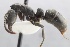  (Neoponera striatinodis - MEPN_28815)  @15 [ ] CreativeCommons - Attribution (2017) David Donoso Escuela Politécnica Nacional