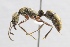  (Neoponera bugabensis - MEPN_38311)  @15 [ ] CreativeCommons - Attribution (2017) David Donoso Escuela Politécnica Nacional