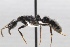  (Neoponera laevigata - MEPN_38316)  @15 [ ] CreativeCommons - Attribution (2017) David Donoso Escuela Politécnica Nacional