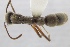  (Neoponera globularia - MEPN_38383)  @13 [ ] CreativeCommons - Attribution (2017) David Donoso Escuela Politécnica Nacional
