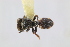  (Cephalotes setulifer - MEPN_4994_rep2)  @11 [ ] CreativeCommons - Attribution (2017) David Donoso Escuela Politécnica Nacional