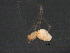  (Chileotaxus - BIOUG31822-A12)  @11 [ ] CreativeCommons - Attribution (2017) CBG Photography Group Centre for Biodiversity Genomics