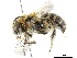  (Colletes lucens - BIOUG36526-C09)  @14 [ ] CreativeCommons - Attribution (2019) CBG Photography Group Centre for Biodiversity Genomics