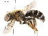  ( - BIOUG36532-G04)  @15 [ ] CreativeCommons - Attribution (2019) CBG Photography Group Centre for Biodiversity Genomics