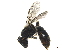  ( - BIOUG36538-D03)  @13 [ ] CreativeCommons - Attribution (2019) CBG Photography Group Centre for Biodiversity Genomics