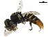  (Oxybelus cordatus - BIOUG36538-D04)  @14 [ ] CreativeCommons - Attribution (2019) CBG Photography Group Centre for Biodiversity Genomics