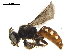  ( - BIOUG36538-D05)  @12 [ ] CreativeCommons - Attribution (2019) CBG Photography Group Centre for Biodiversity Genomics