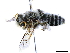  ( - BIOUG36791-C06)  @13 [ ] CreativeCommons - Attribution (2019) CBG Photography Group Centre for Biodiversity Genomics