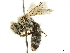  ( - BIOUG36791-C08)  @15 [ ] CreativeCommons - Attribution (2019) CBG Photography Group Centre for Biodiversity Genomics