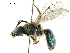  ( - BIOUG36791-C11)  @14 [ ] CreativeCommons - Attribution (2019) CBG Photography Group Centre for Biodiversity Genomics