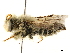  ( - BIOUG36791-C12)  @14 [ ] CreativeCommons - Attribution (2019) CBG Photography Group Centre for Biodiversity Genomics
