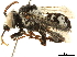  (Isepeolus luctuosus - BIOUG36791-F02)  @14 [ ] CreativeCommons - Attribution (2019) CBG Photography Group Centre for Biodiversity Genomics