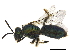  ( - BIOUG36792-F09)  @14 [ ] CreativeCommons - Attribution (2019) CBG Photography Group Centre for Biodiversity Genomics