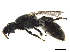  ( - BIOUG36793-A10)  @12 [ ] CreativeCommons - Attribution (2019) CBG Photography Group Centre for Biodiversity Genomics