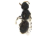  ( - BIOUG36793-D07)  @12 [ ] CreativeCommons - Attribution (2019) CBG Photography Group Centre for Biodiversity Genomics