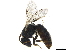  ( - BIOUG36793-D08)  @12 [ ] CreativeCommons - Attribution (2019) CBG Photography Group Centre for Biodiversity Genomics
