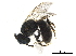  ( - BIOUG36793-D09)  @13 [ ] CreativeCommons - Attribution (2019) CBG Photography Group Centre for Biodiversity Genomics