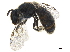 ( - BIOUG36793-D11)  @12 [ ] CreativeCommons - Attribution (2019) CBG Photography Group Centre for Biodiversity Genomics